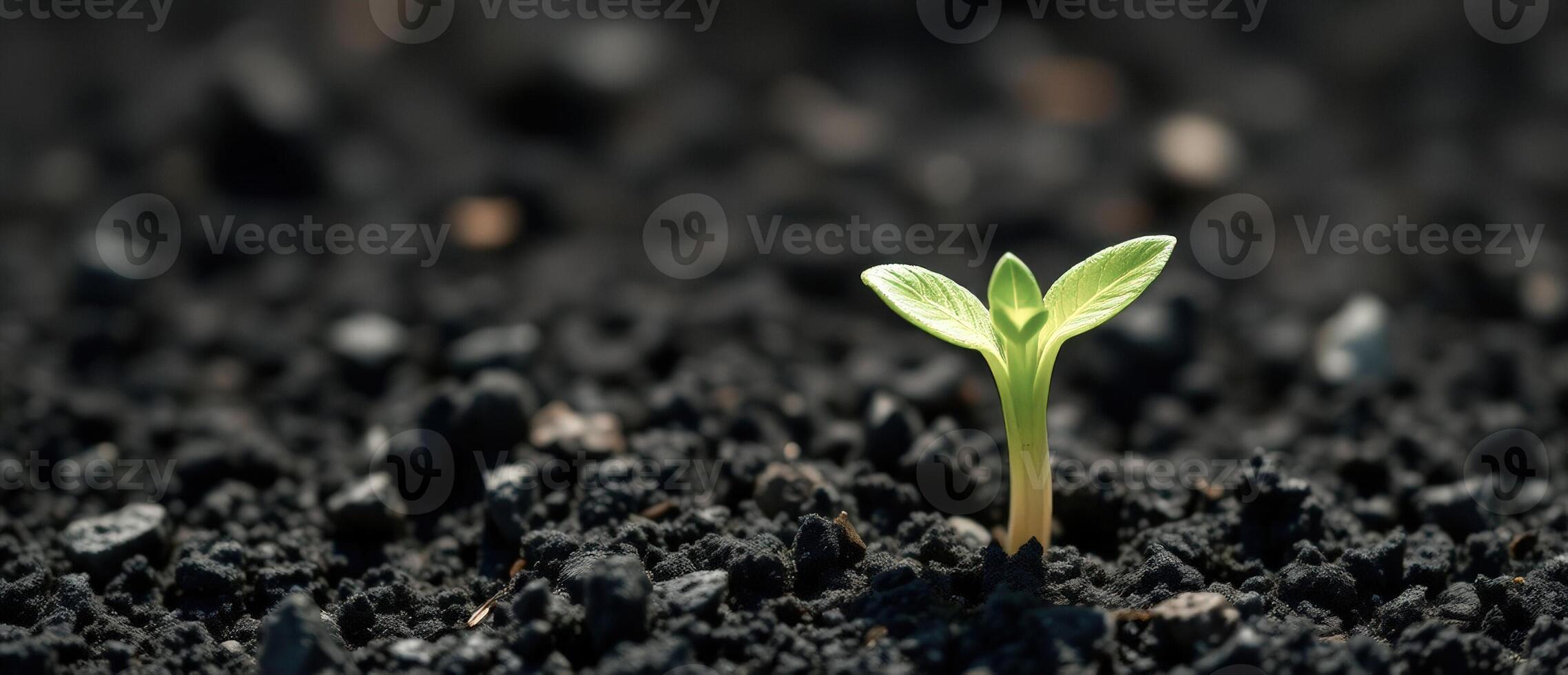 Tiny Sprout Emerging from Dark Soil photo