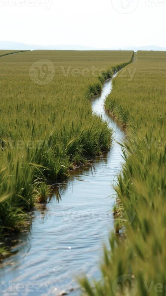 Stream in a Green Field photo