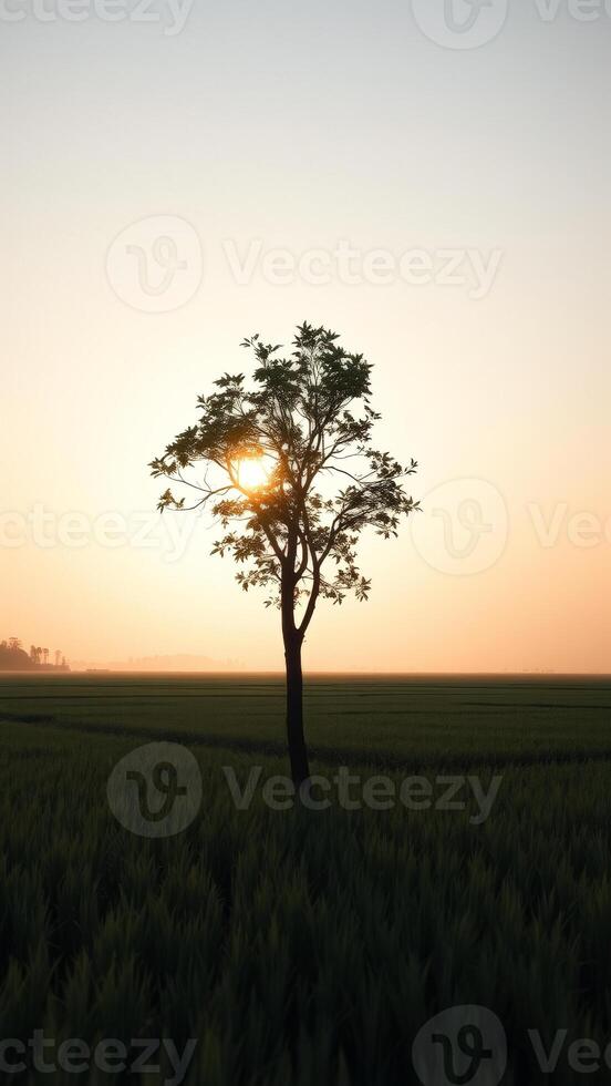 Silhouette of a tree against the setting sun photo