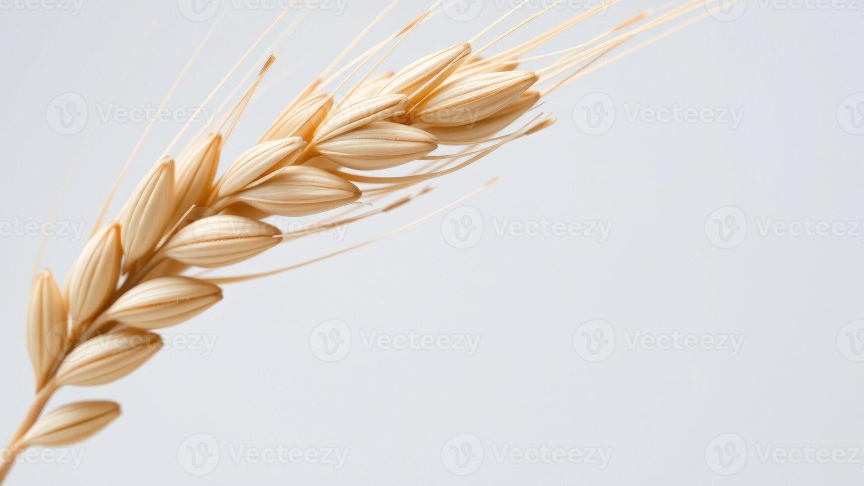 Closeup of a Wheat Ear on a White Background photo