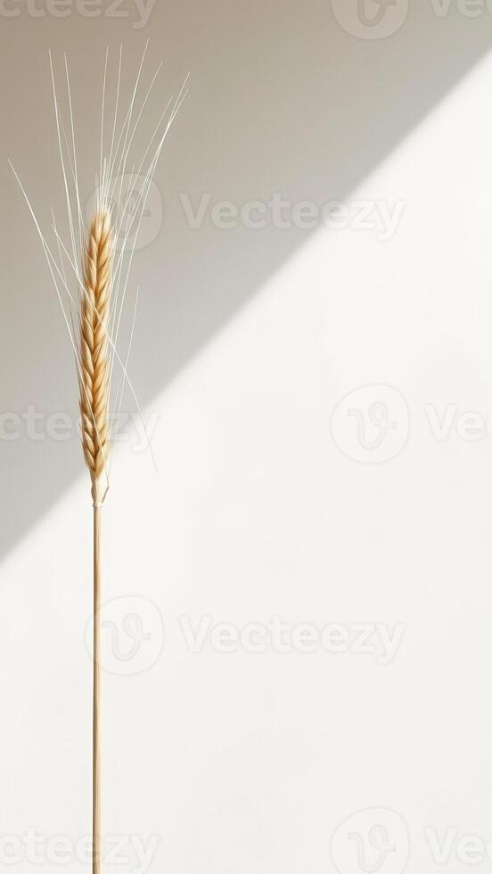 Single Wheat Ear on White Background photo