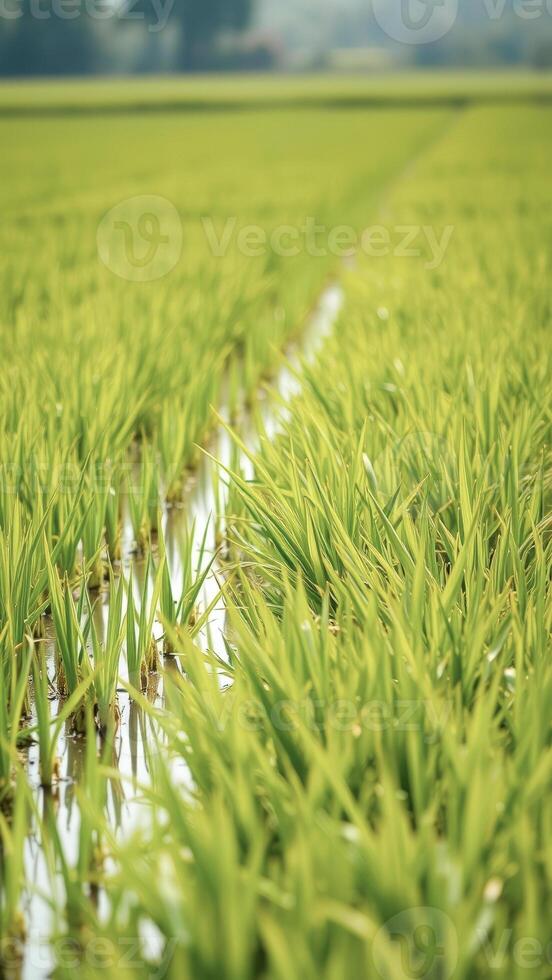 Lush Green Rice Paddy Field photo
