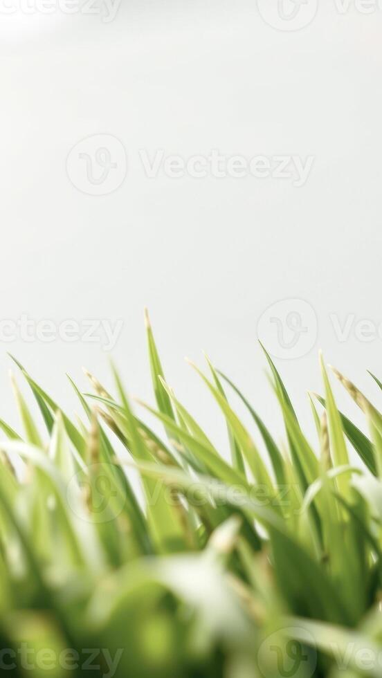 Abstract Close-Up of Lush Green Blades of Grass photo