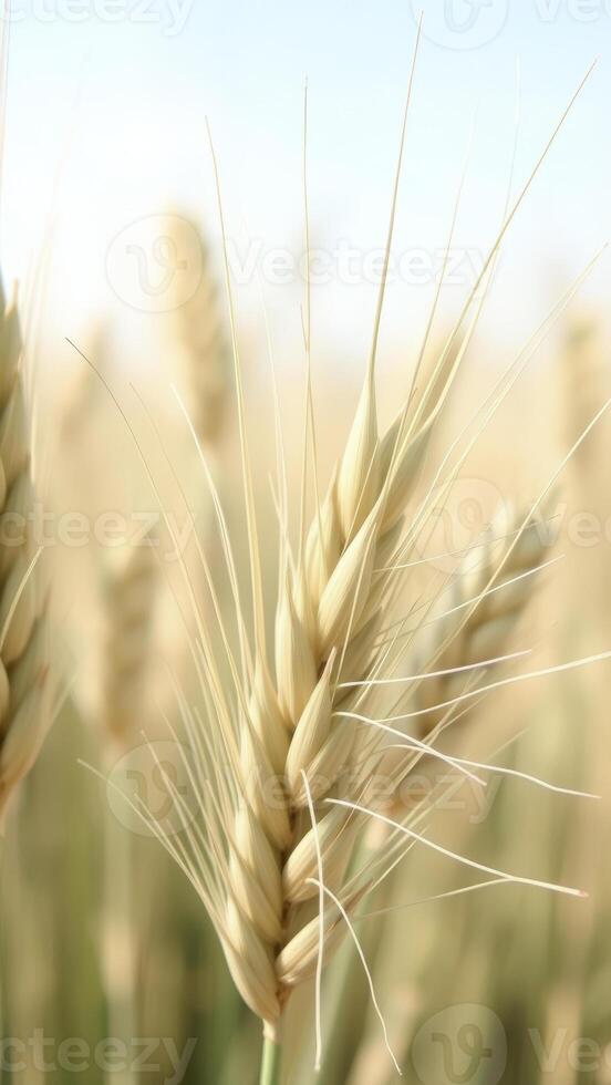 Close-up of a Wheat Ear in a Field photo