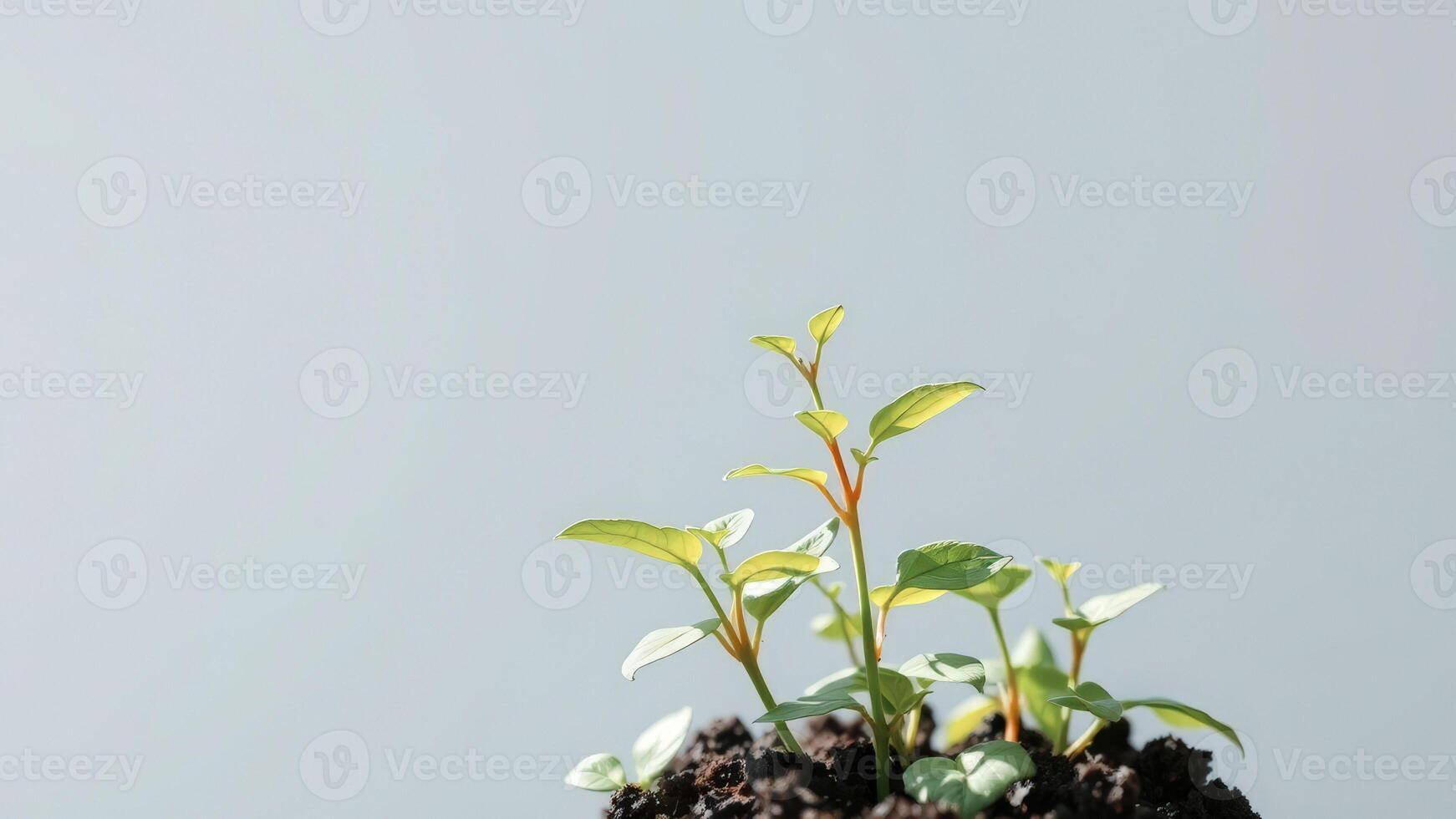 New Life Sprouting In The Sunlight photo