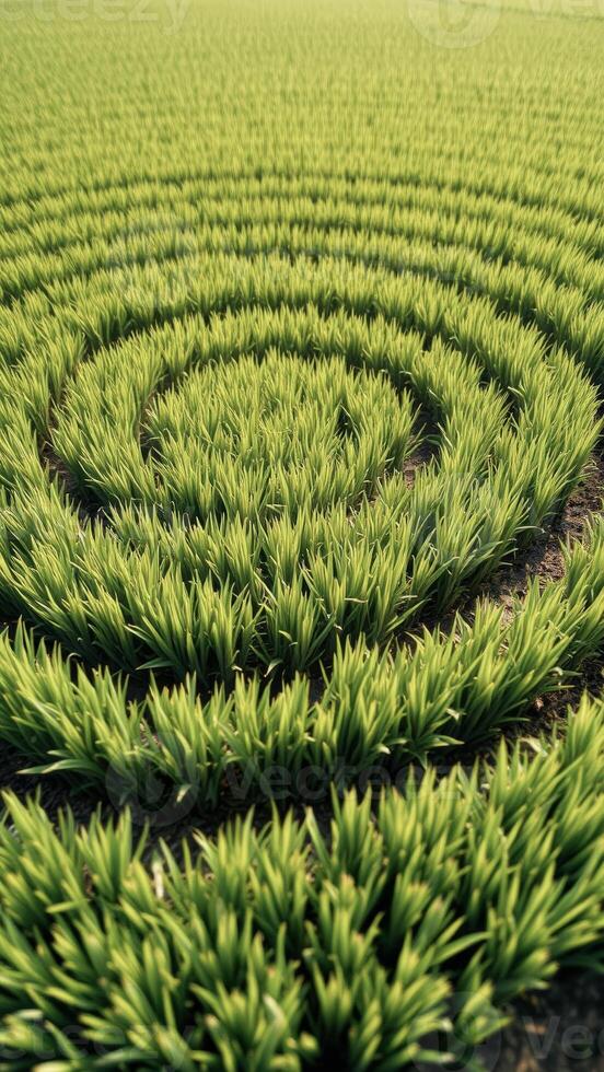 Green grass field with circular pattern photo