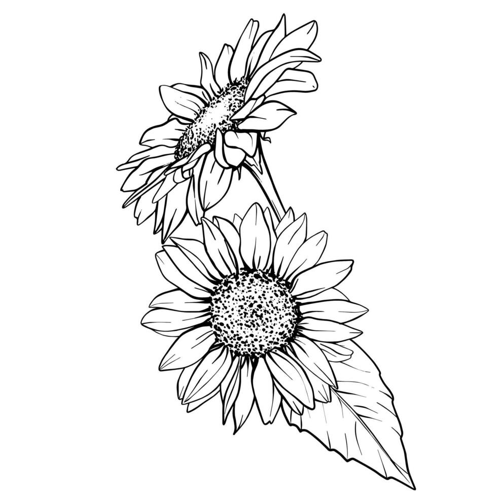 Sunflower illustration. Flower arrangement drawing in line art style. Botanical sketch painted by black inks. Hand Drawn Bouquet Graphics element outline vector