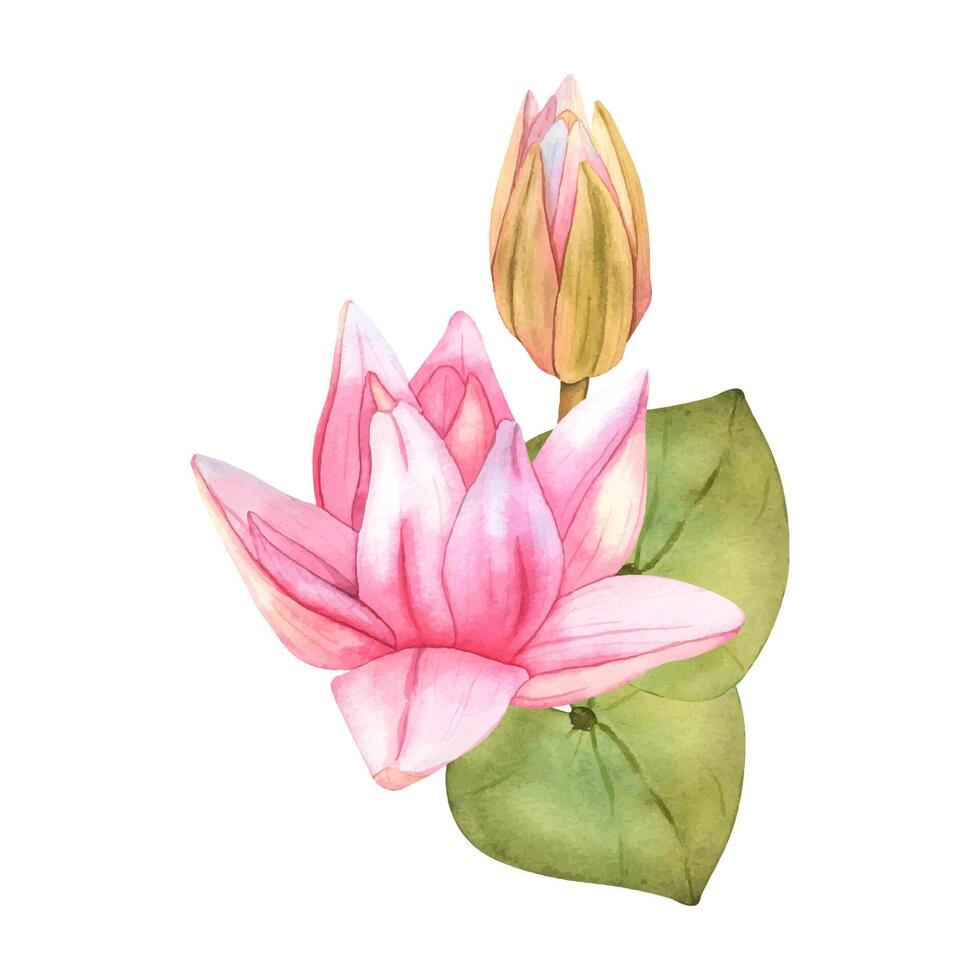 Buds Pink Lotus and green leaves. Watercolor botanical Illustration tropical Water Lily and green Leaves on isolated background. Hand Drawn Flowers for invitations, print and design vector