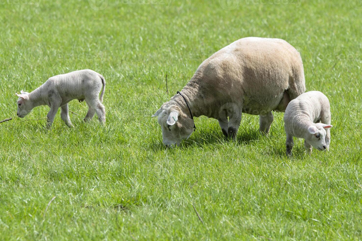 Mother Sheep With Two Lambs At Abcoude The Netherlands 5-5-2024 photo