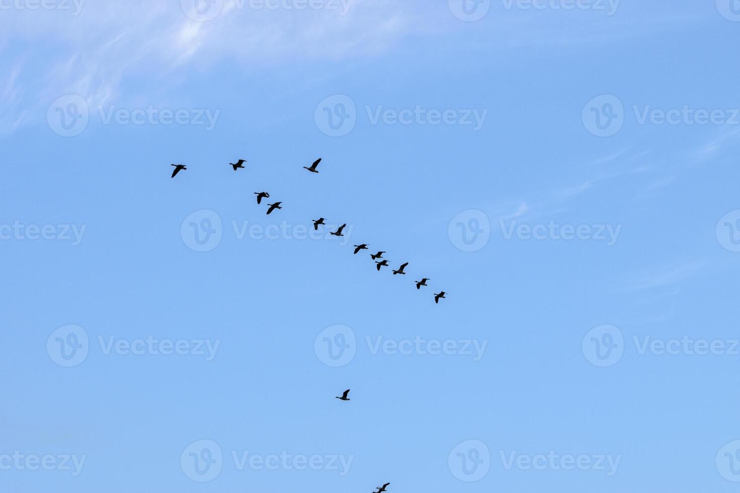Row Of Egyptian Gooses In An Blue Sky At Amsterdam The Netherlands 26-6-2023 photo
