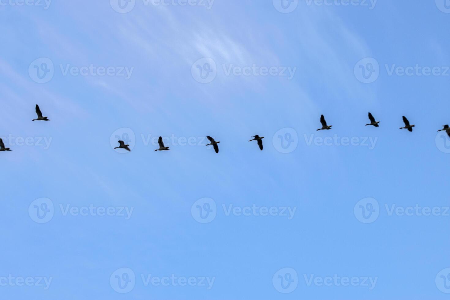Row Of Egyptian Gooses In An Blue Sky At Amsterdam The Netherlands 26-6-2023 photo