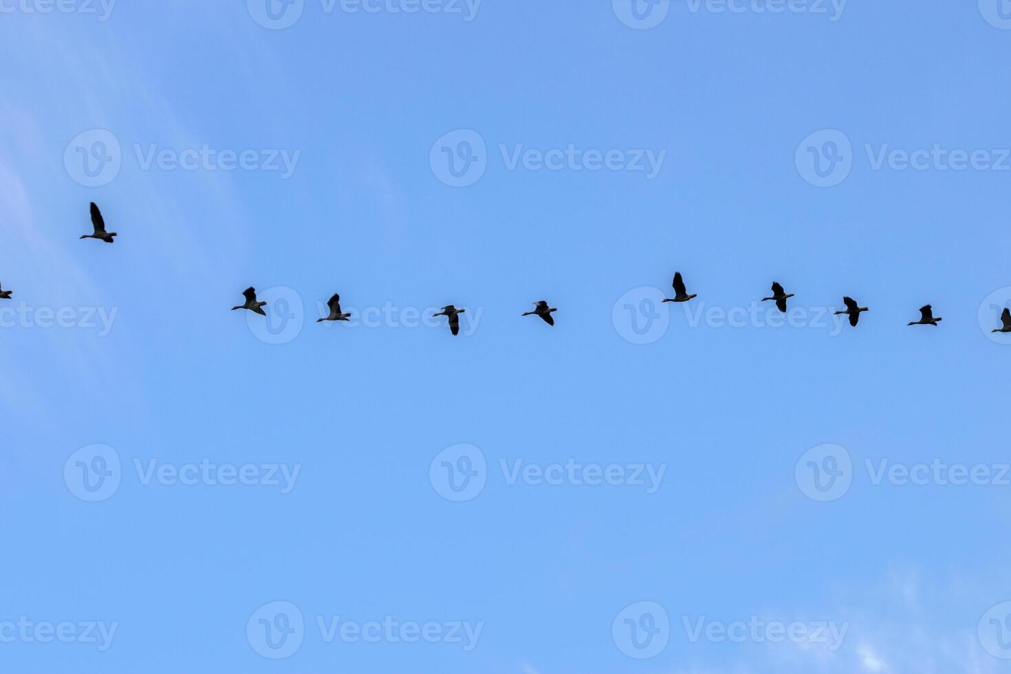 Row Of Egyptian Gooses In An Blue Sky At Amsterdam The Netherlands 26-6-2023 photo