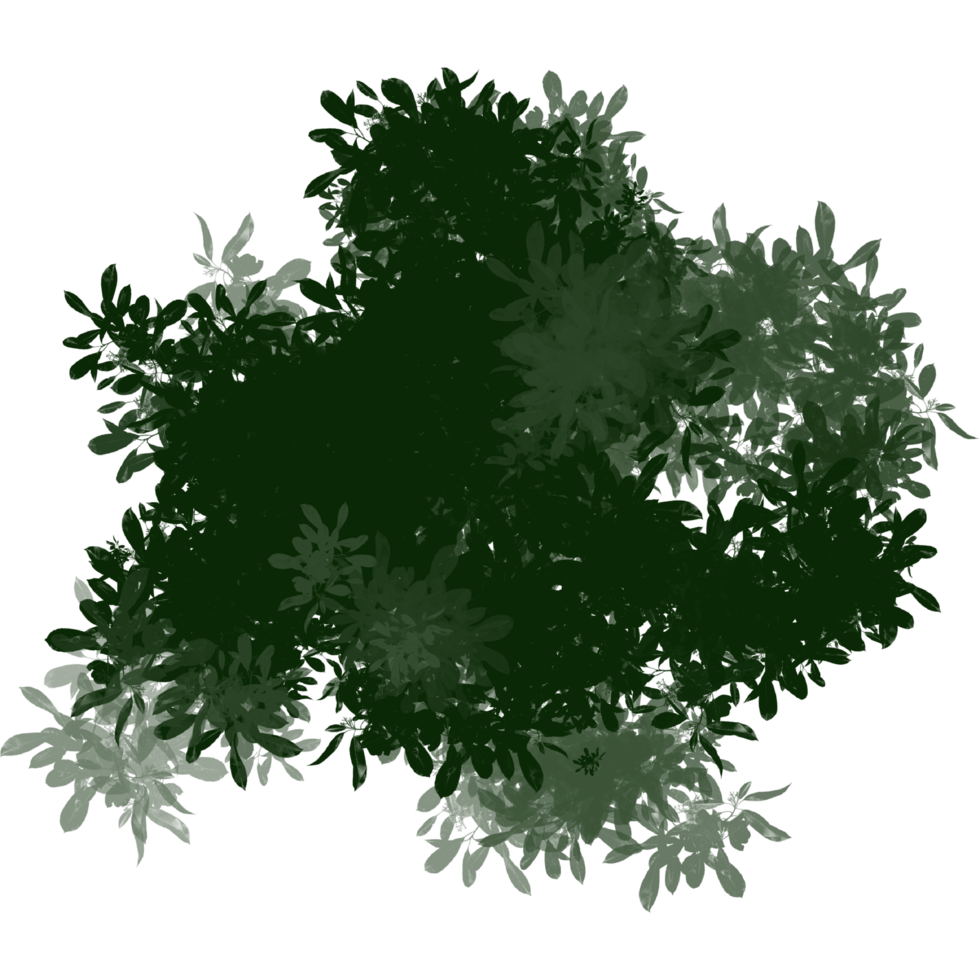 Top View of a Green Bush png