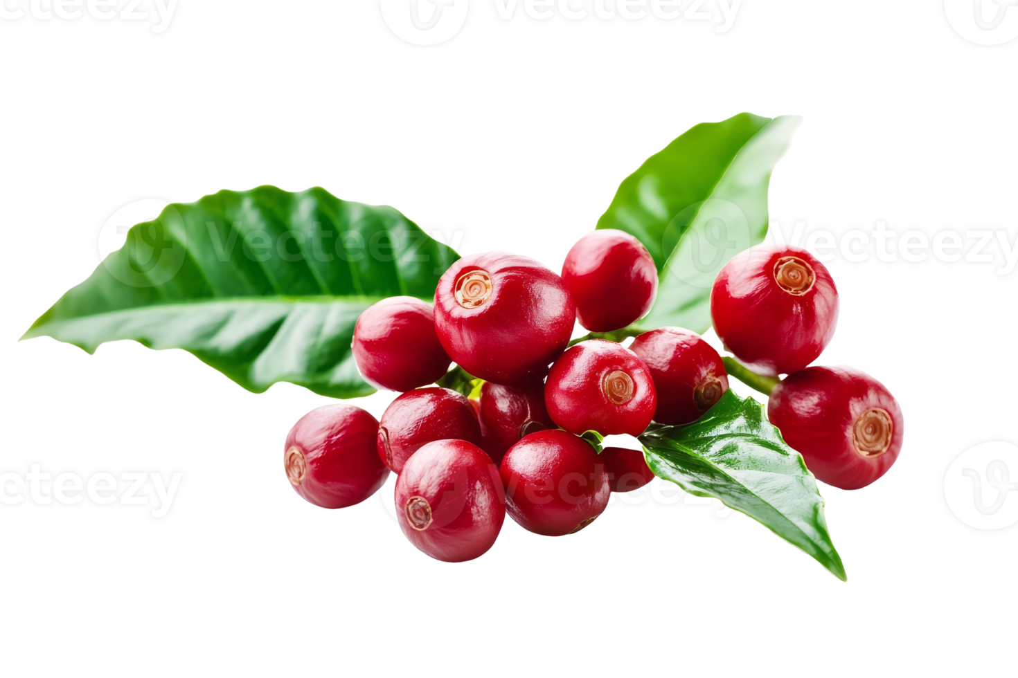 Branch of coffee plant with ripe red coffee cherries png