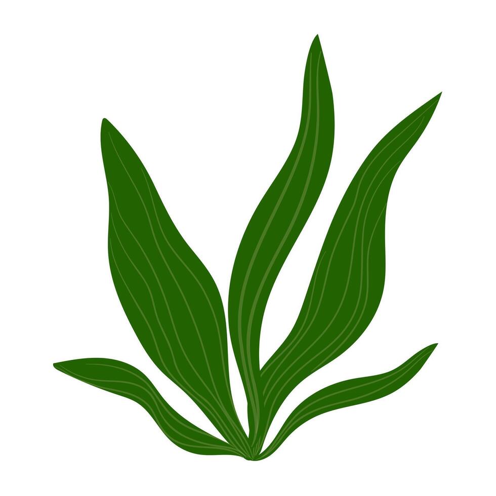 Green Algae Vegetation Plant Illustration vector