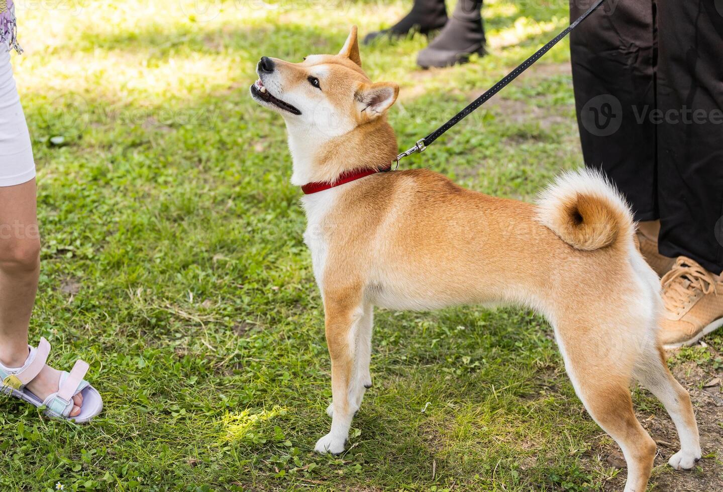 Beautiful akita inu pet dog for a walk in a park. Japanese Akita Dog Breed photo