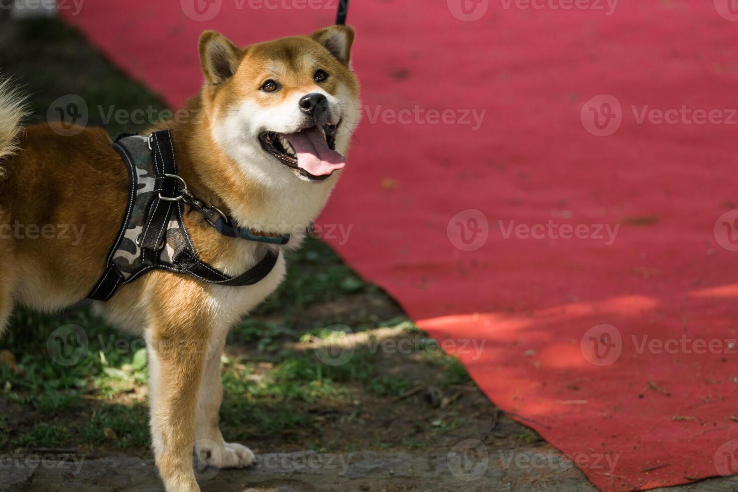 Beautiful akita inu pet dog for a walk in a park. Japanese Akita Dog Breed, copy space photo