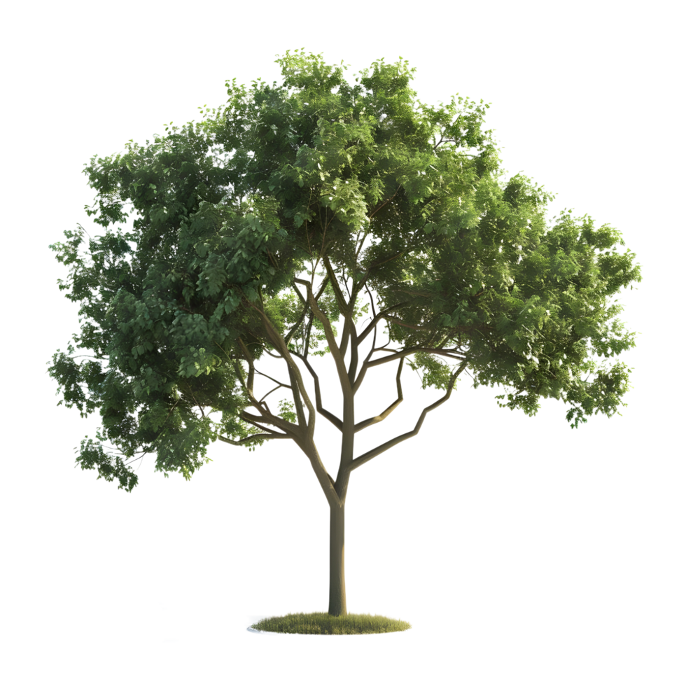 Green Tree isolated on transparent background png
