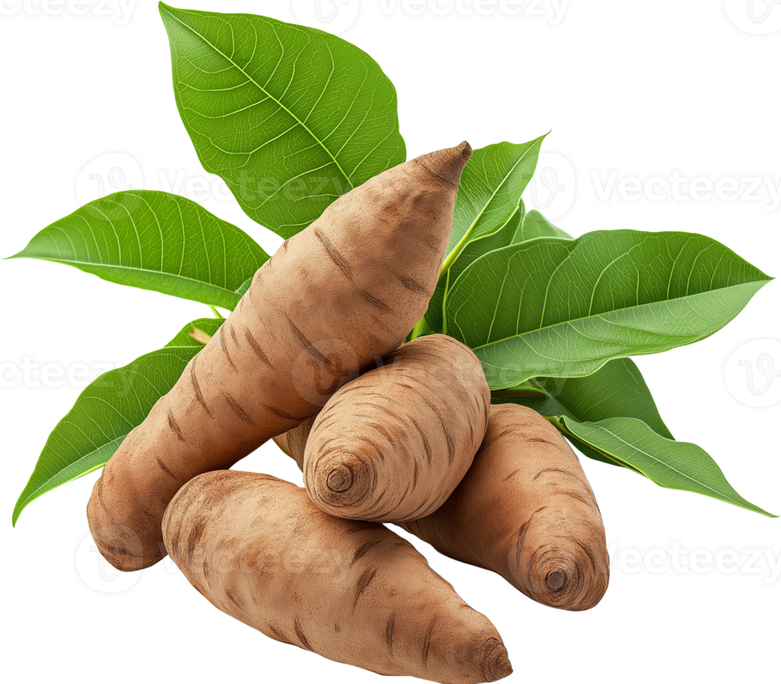 Yam Root vegetable - Sweet potato isolated, fresh bunch of Yam with leaves illustration png