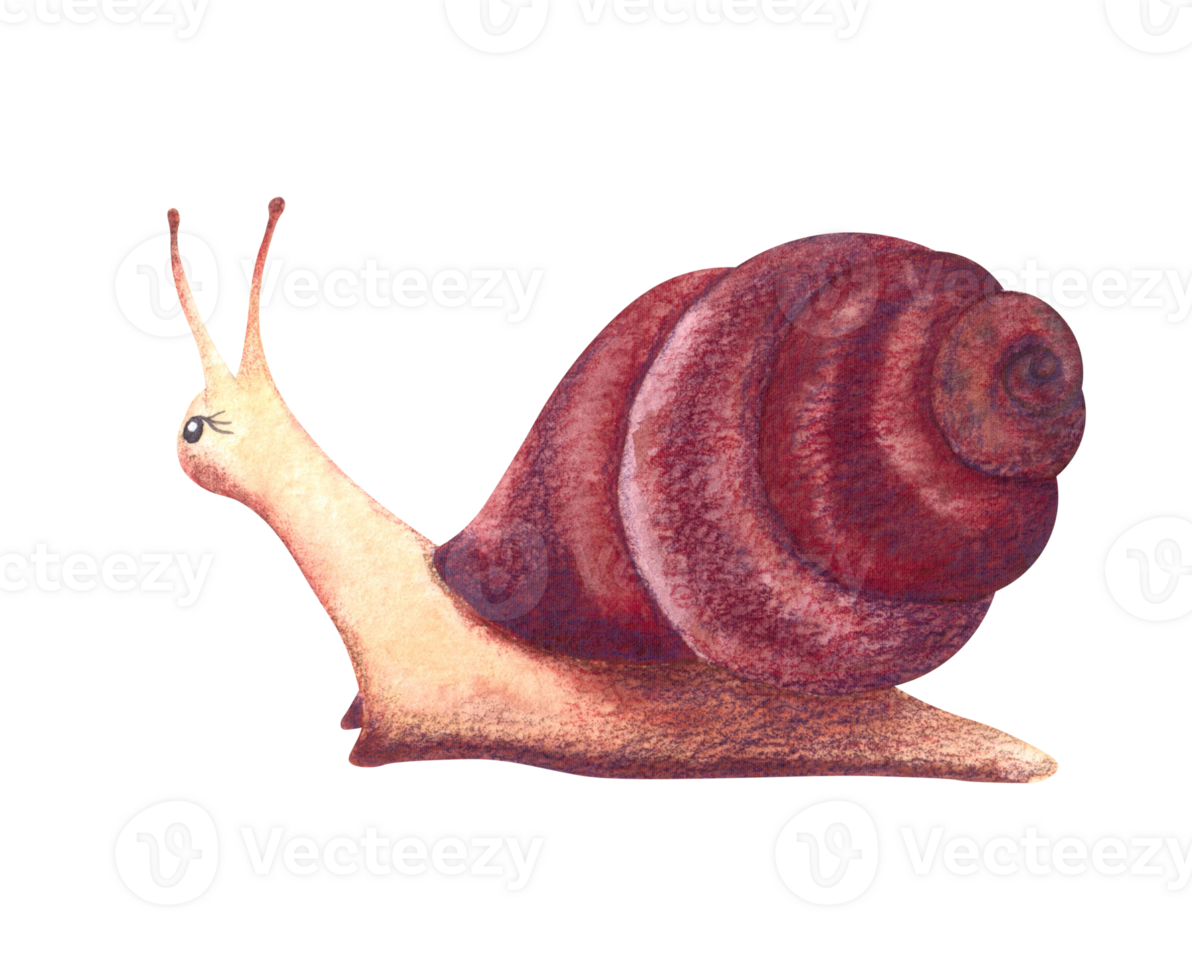 Cute snail painted in watercolor isolated on a white background. png