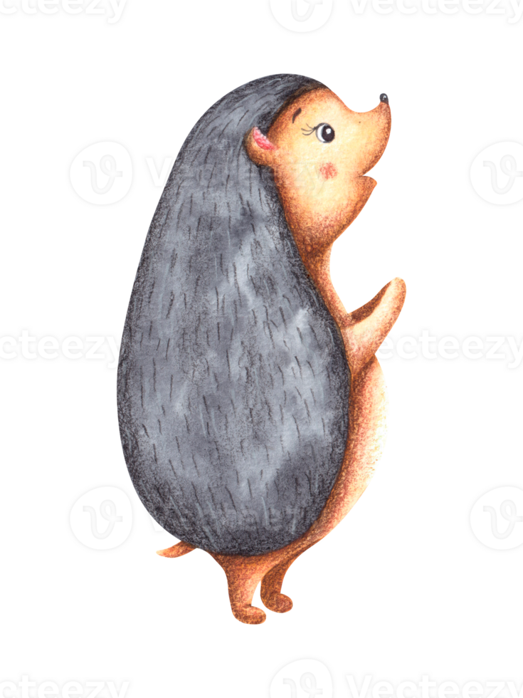 Illustration with a hedgehog drawn by hand in watercolor, isolated on a white background. png