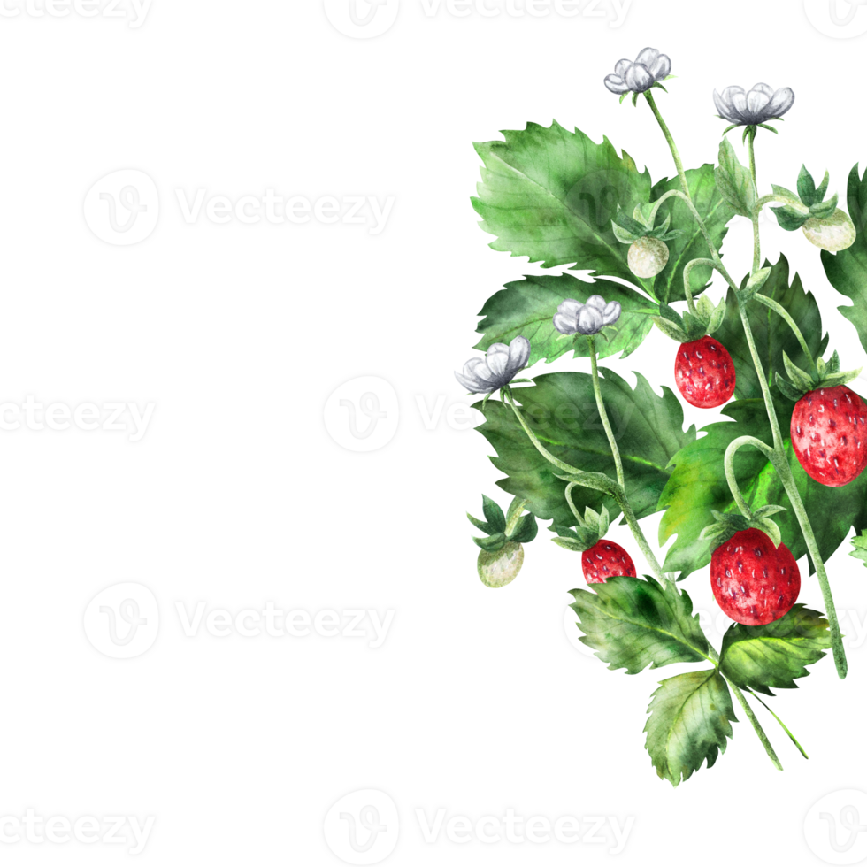 Composition of strawberries with flowers and ripe berries. png