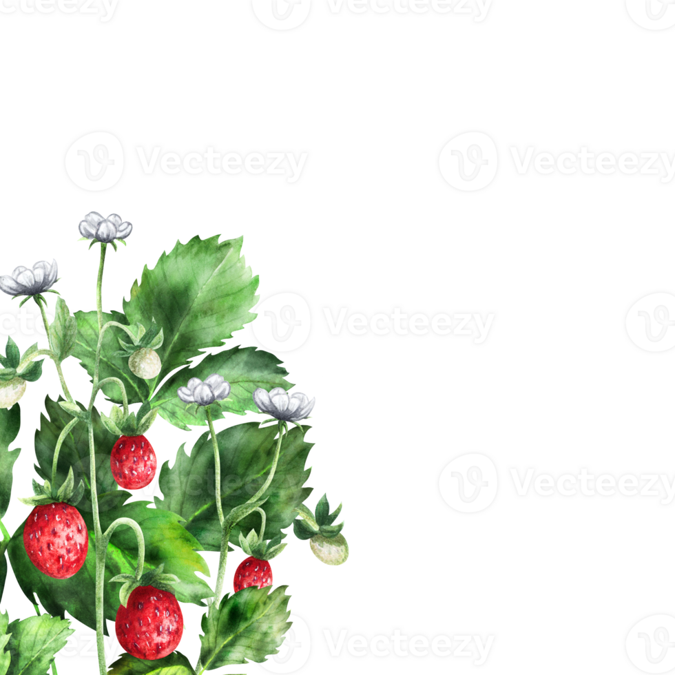 Composition of strawberries with flowers and ripe berries. png