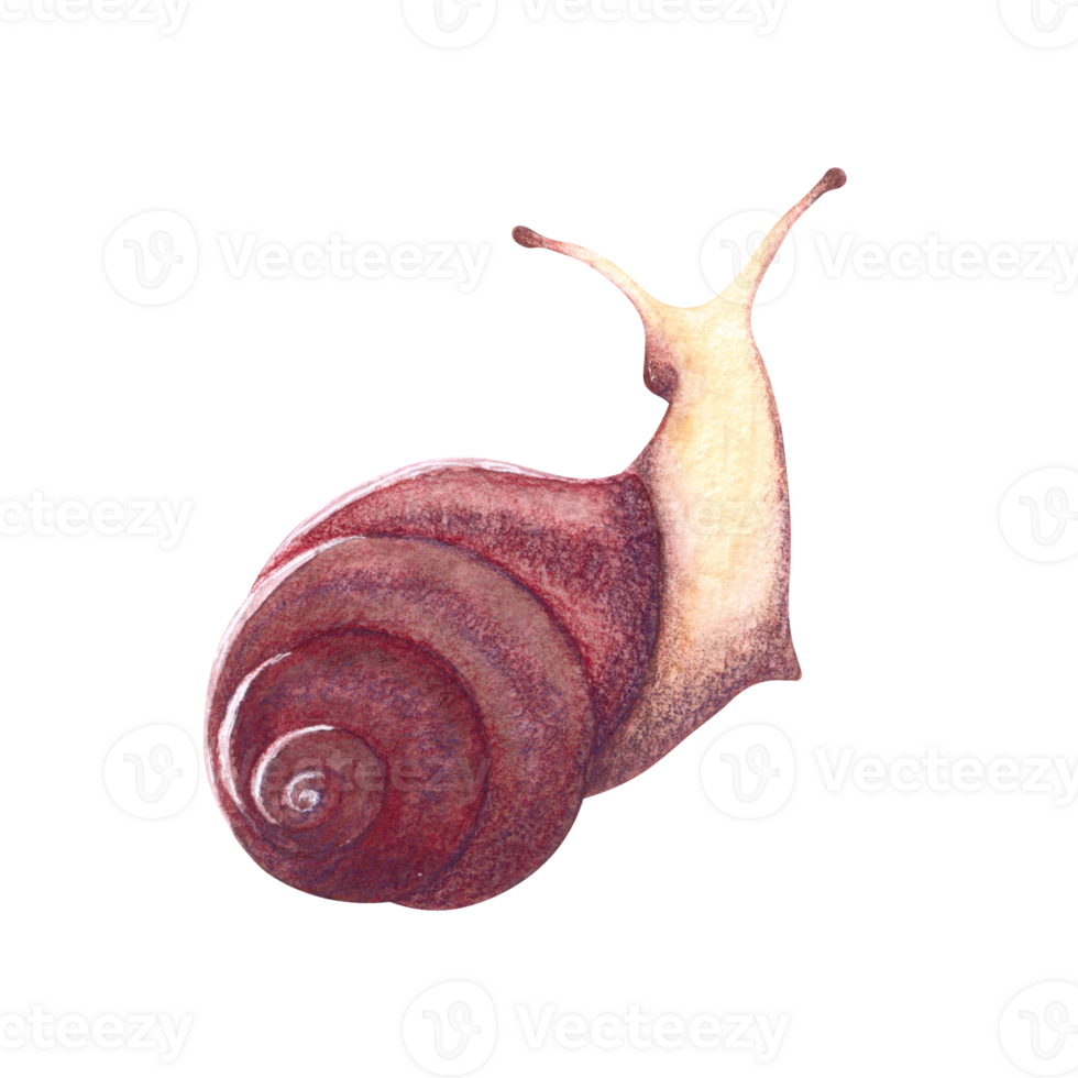 Cute snail painted in watercolor isolated on a white background. png