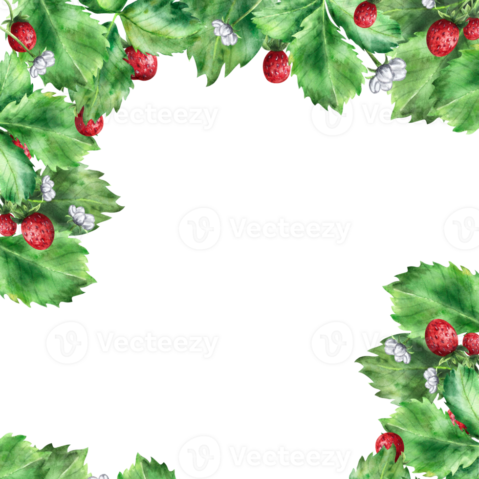 Frame with ripe red strawberries and green leaves. An illustration highlighted on a white background png