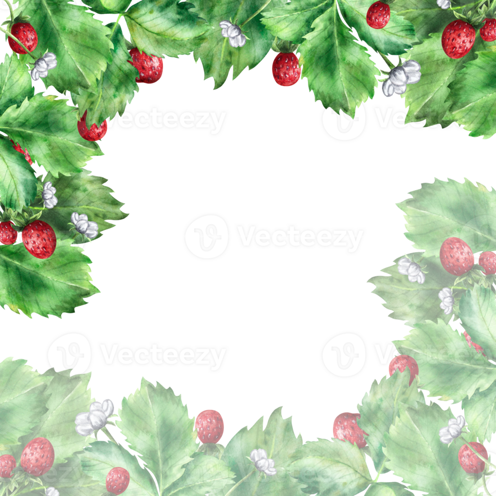 Frame with ripe red strawberries and green leaves. An illustration highlighted on a white background png