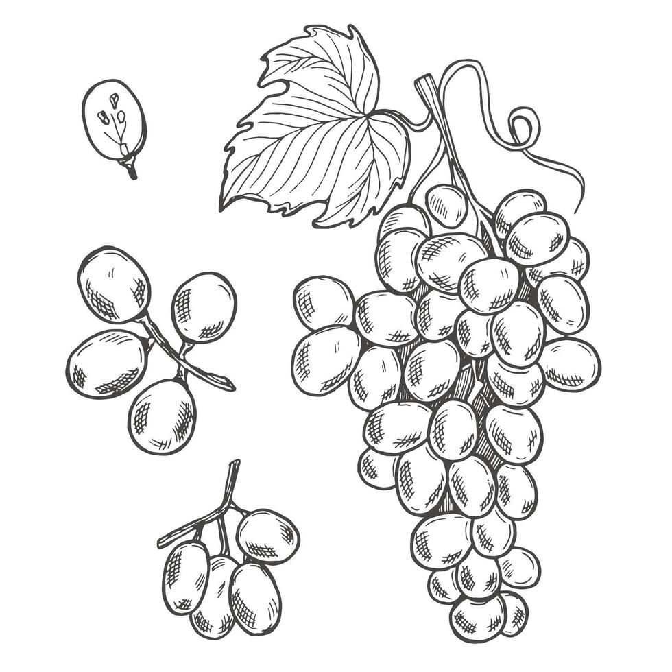Set of design elements with grapes, grapes and leaves. black and white hand drawn sketch illustration of grape collection isolated on white background. vector
