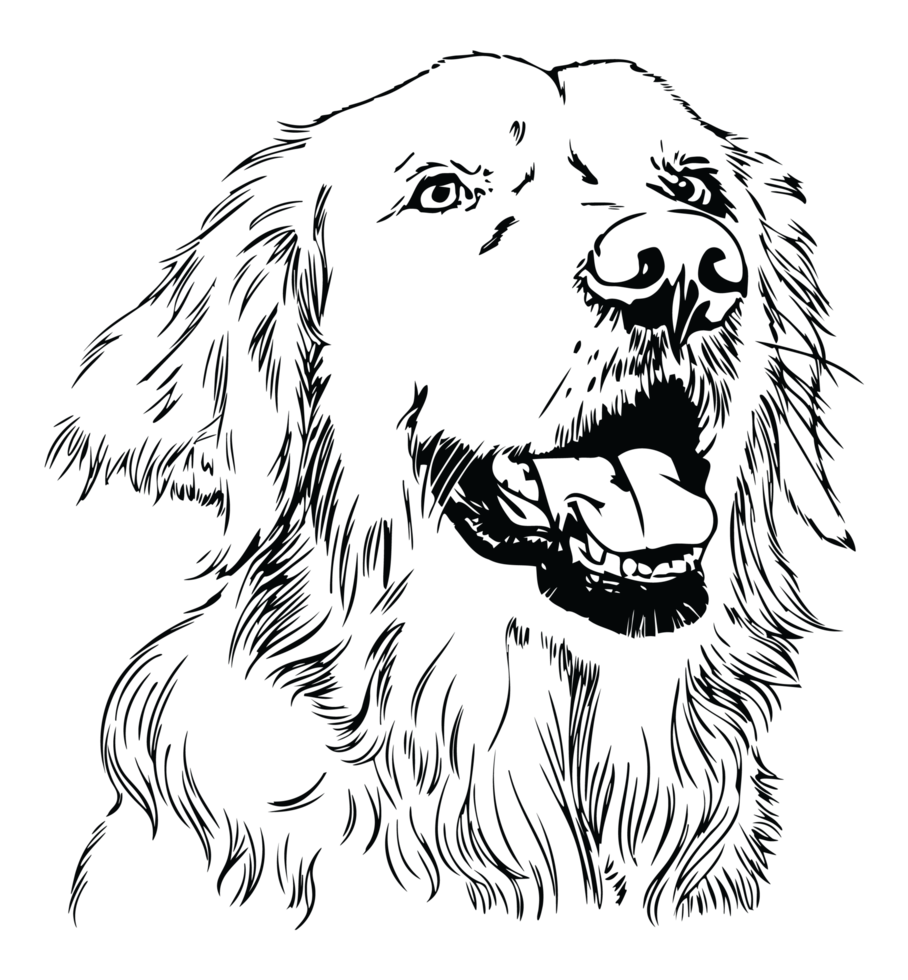 black and white drawing of a golden retriever dog png