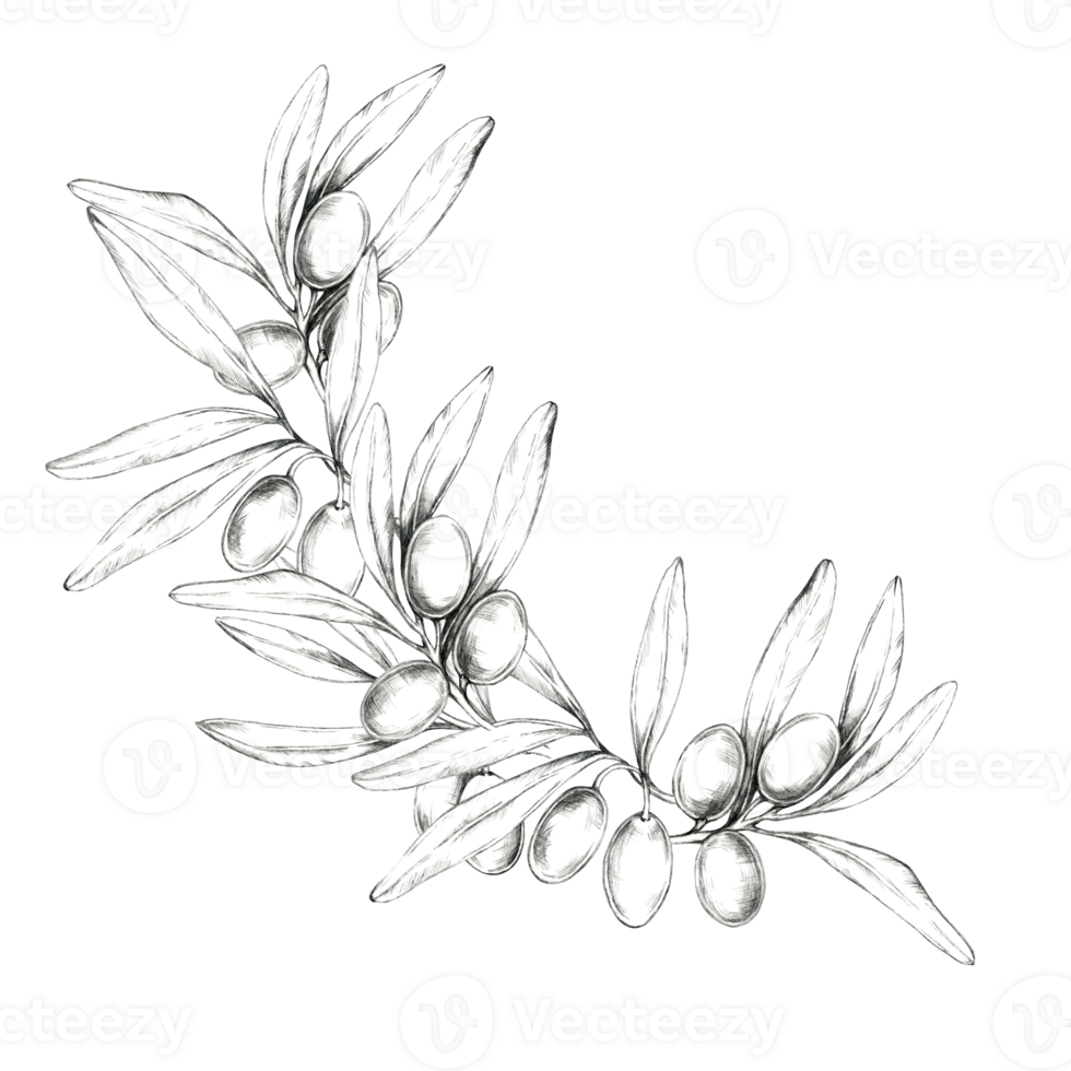 Olive branch pencil drawing clipart featuring a single, detailed branch with olives and leaves. Ideal for use in branding, logos, product labels, or any design that requires a touch of organic motifs png