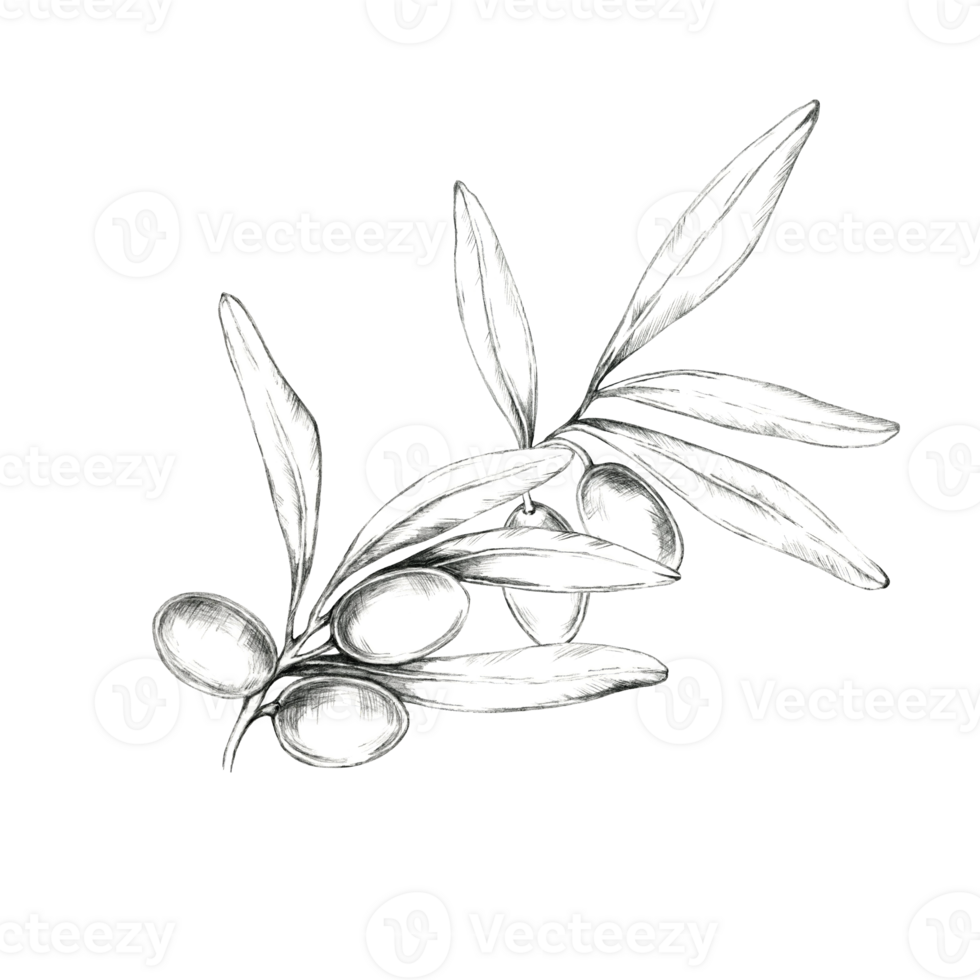 A delicate pencil drawing clipart of a small olive branch with five olives and several leaves. Ideal for use in stationery design, natural product labels, or element in various print designs png