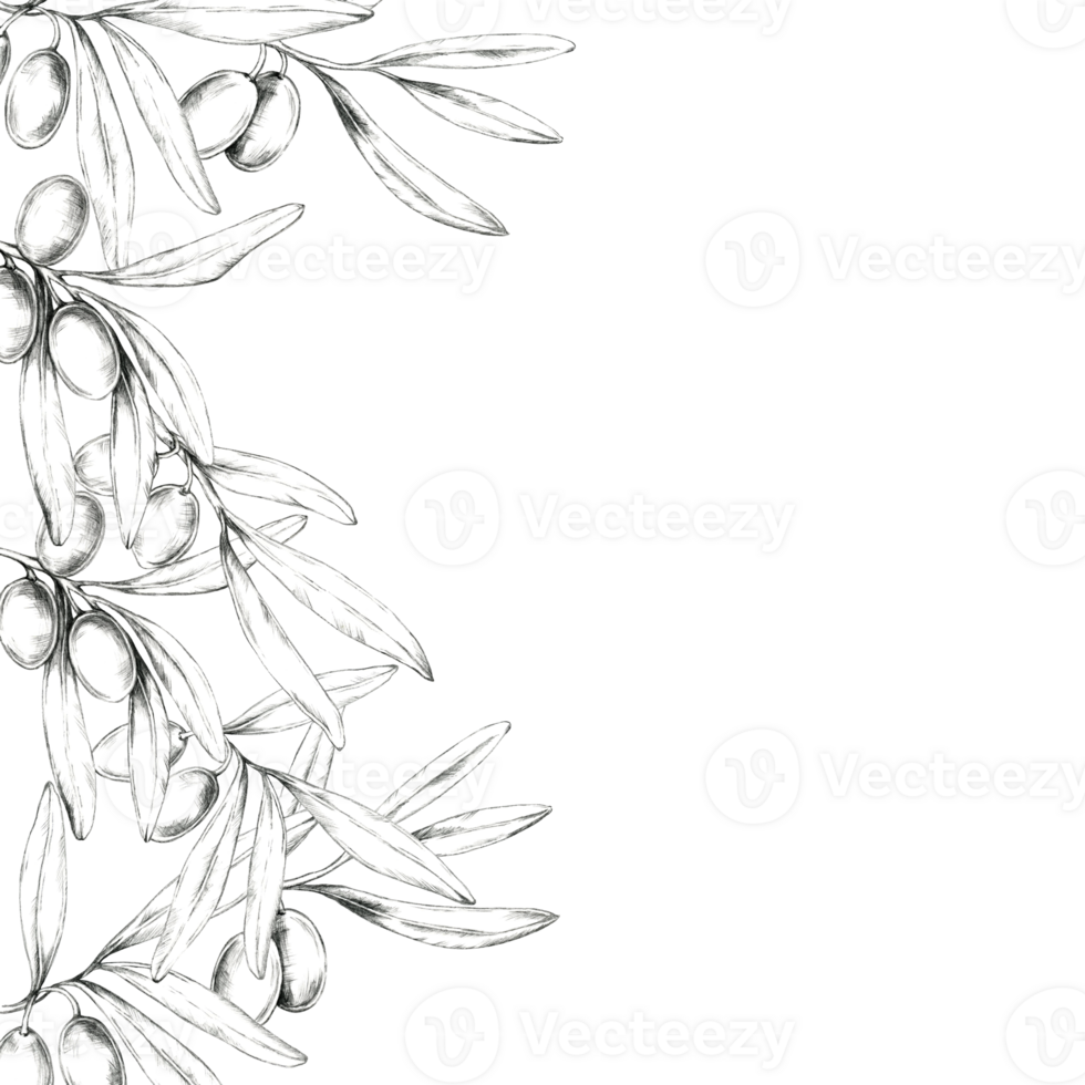 Pencil drawing clipart of an olive branch extending across the image, with detailed olives and leaves. Hand drawn monochrome clipart Suitable for use in product labels, menus, or decorative borders png