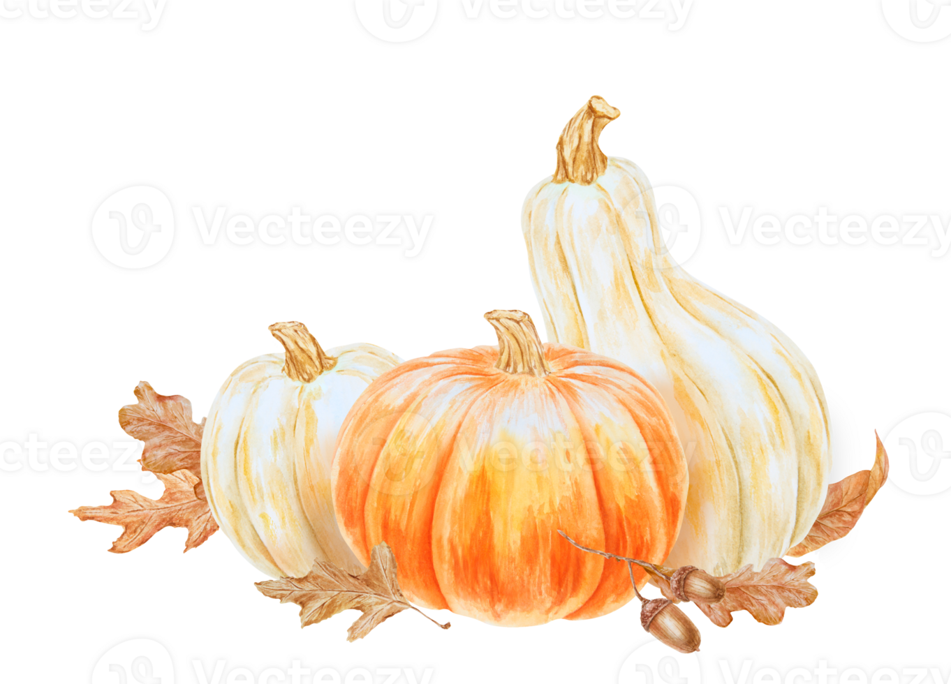 Orange and white pumpkins, acorn, dry brown leaves illustration. Hand drawn watercolor isolated clip art with fall vegetables and plants for banner template, halloween prints, farm goods packing png