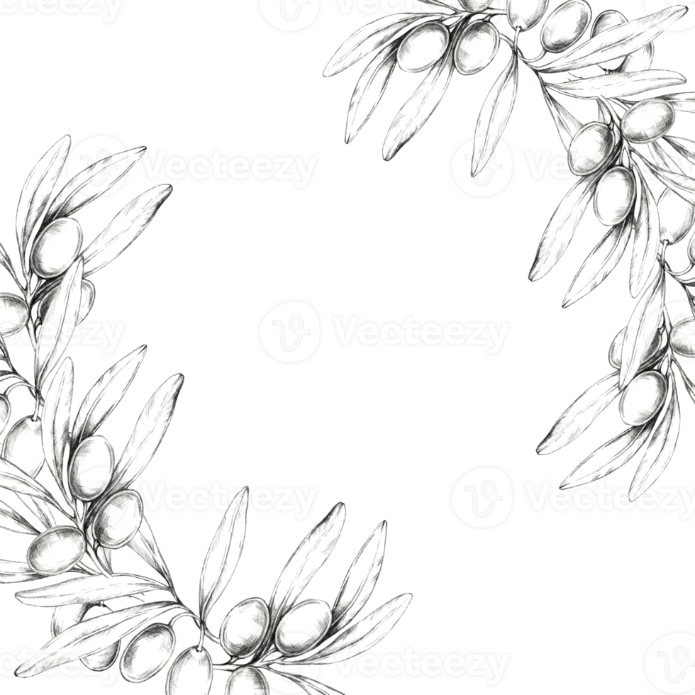 Pencil drawing clipart of an olive branch arranged in a semi-circular design. Illustration for use in wedding invitations, greeting cards, and any project that needs a Mediterranean-inspired element png