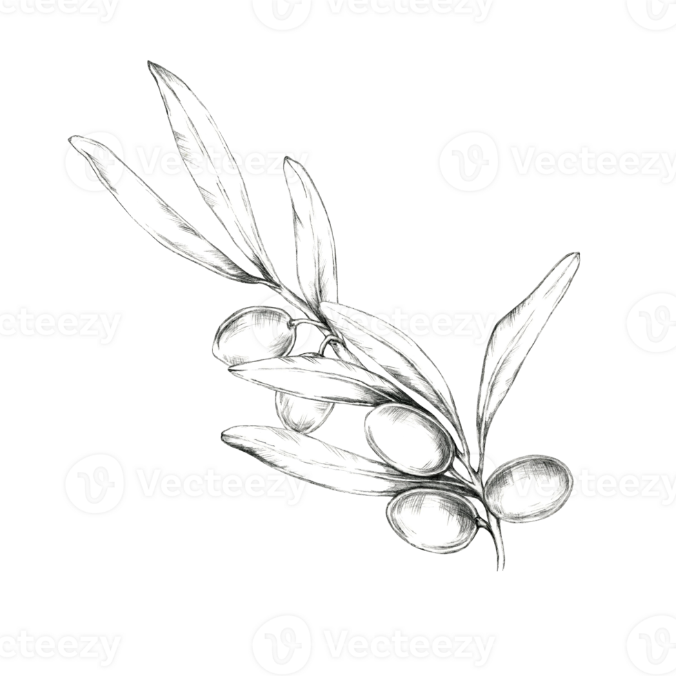 Simple, clean pencil drawing clipart of a single olive branch with leaves and fruit. Great for minimalist design projects, logo creation, and product packaging where a touch of nature is desired png
