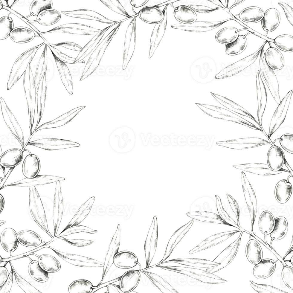 Square wreath made up of olive branches, complete with olives and leaves. Pencil drawing frame clipart for use in packaging design for Mediterranean food, oils, skincare products, and artisanal soaps png