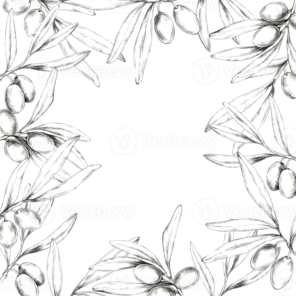 Square wreath composed of interwoven olive branches, olives, and leaves. Pencil drawing frame clipart for packaging designs for olive oils, artisanal soaps, and eco-friendly cosmetics png