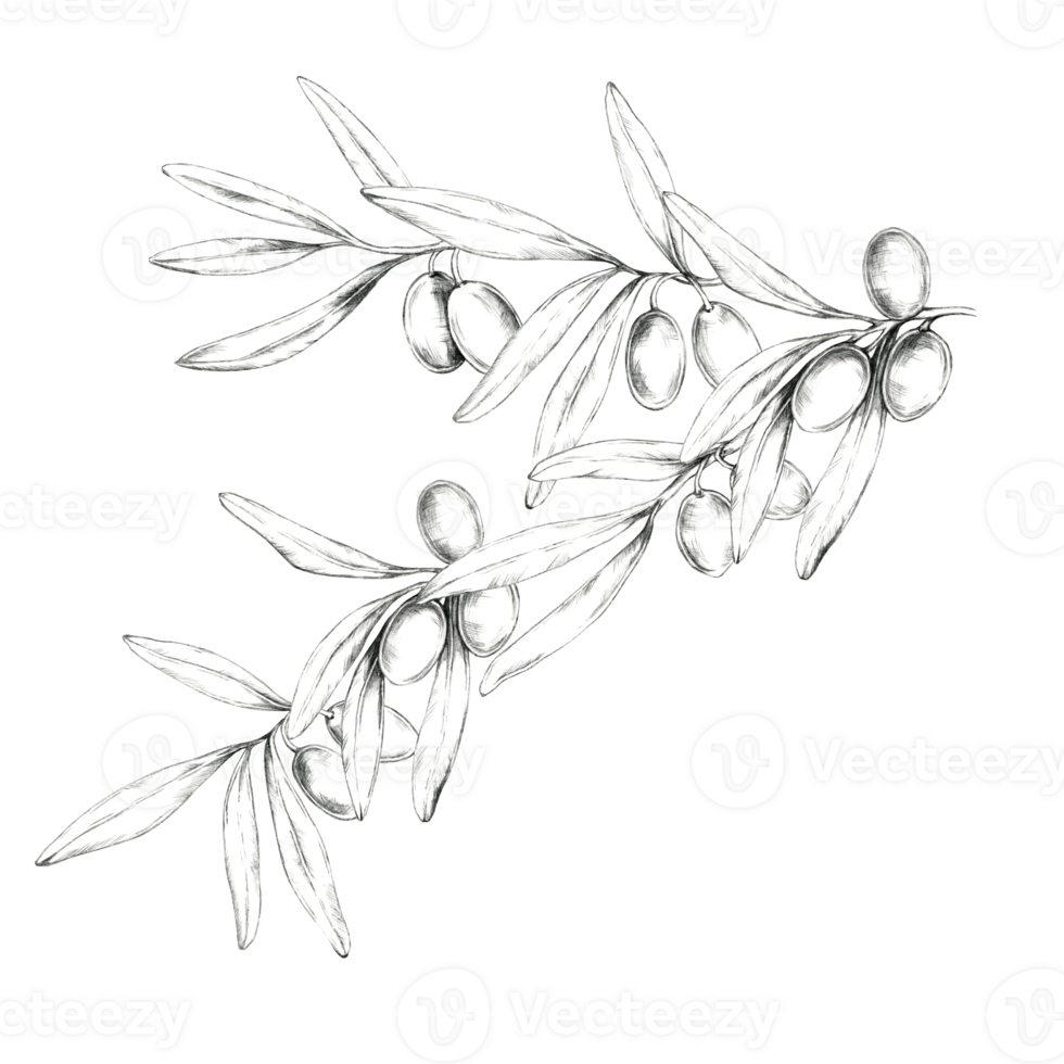 Olive branch pencil drawing clipart with detailed shading, capturing the natural texture of the leaves and olives. Perfect for use in culinary-themed designs, product labels, or stationery png