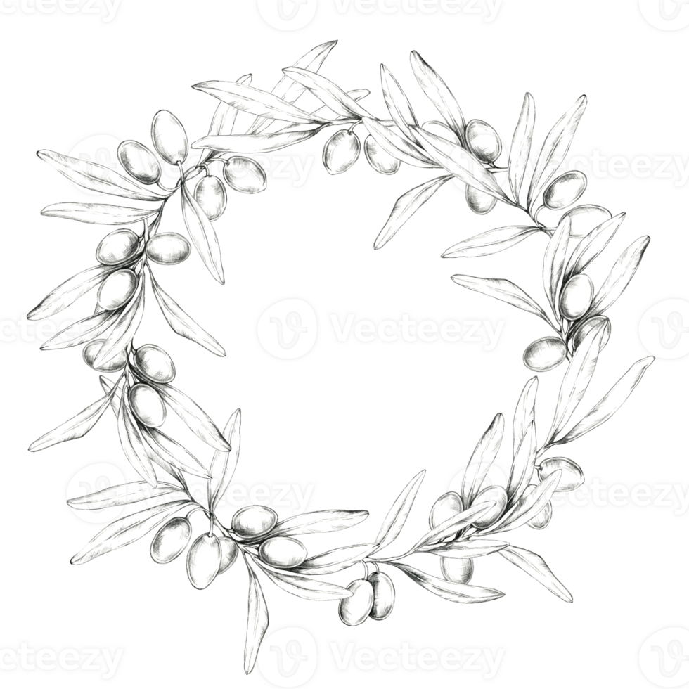 Circular wreath of olive branches with detailed olives and leaves, creating a natural frame. Pencil drawing clipart for use in product packaging for olive oils, artisanal soaps, and organic cosmetics png
