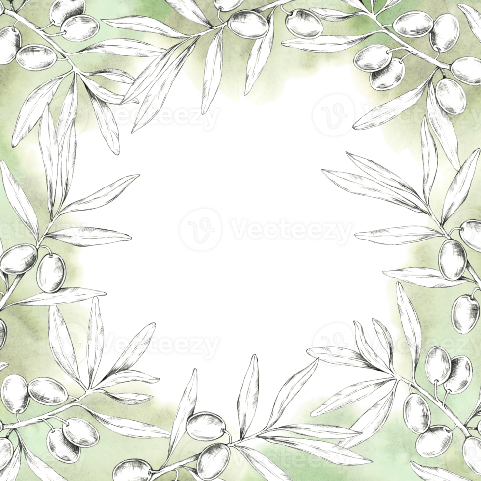 Square frame of olive branches with a soft green gradient background, highlighting olives and leaves. Pencil drawing clipart for packaging designs of olive oils, organic soaps, and natural cosmetics png