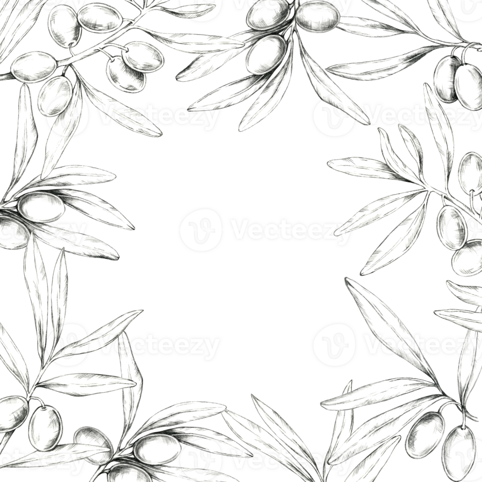 Multiple olive branches forming a square frame, with olives and leaves along the border. Pencil drawing clipart for designs on oil bottles, natural soap wrappers, and Mediterranean-themed cosmetics png