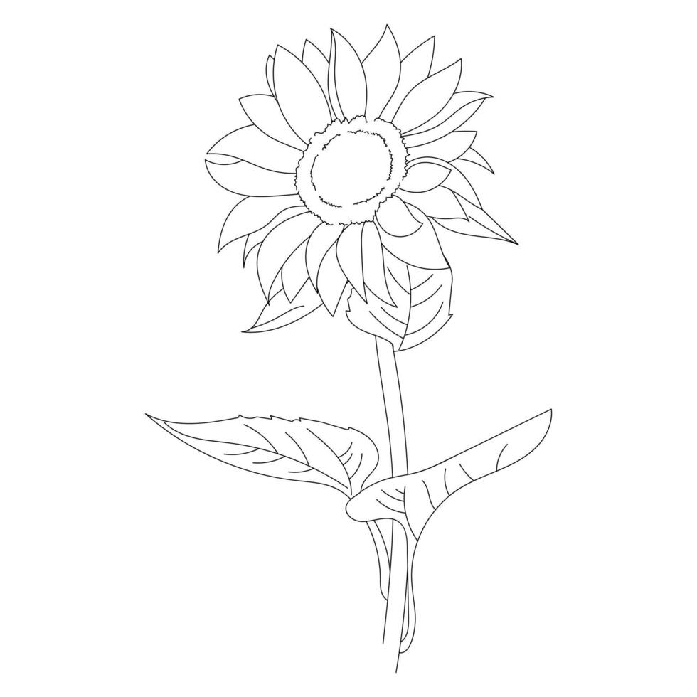 Line art sunflower summer simple line Hand drawn style illustration isolated on write background. vector