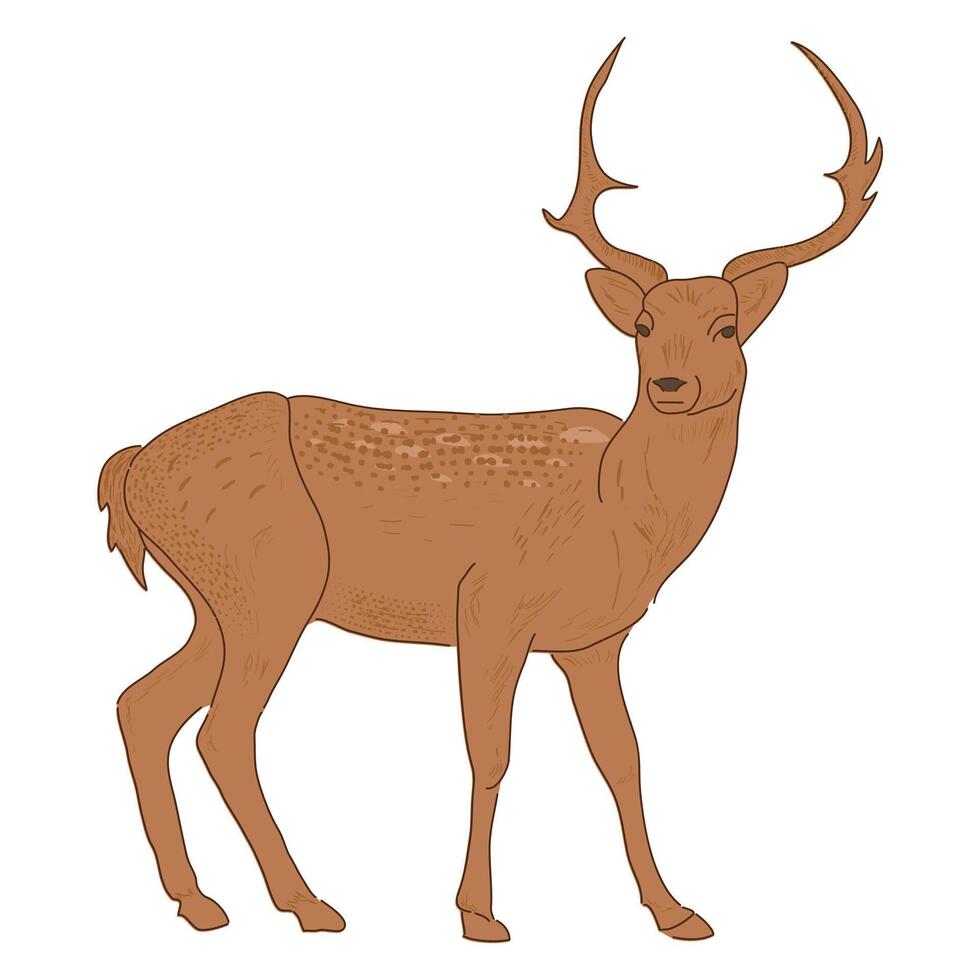 deer illustration, animal in flat style and grunge color brown. Wild animals, wild creatures, wildlife concept. Chital or spotted deer design isolated on white background vector