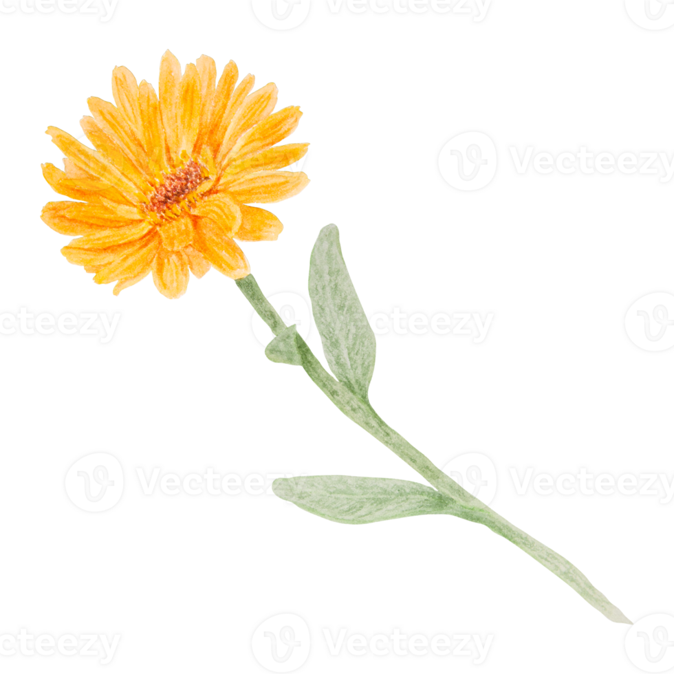 Orange calendula officinalis watercolor hand drawn illustration. Flower for natural herbal medicine, healthy tea, cosmetics and homeopatic remedies. Botanical element for labels, eco goods, textiles png