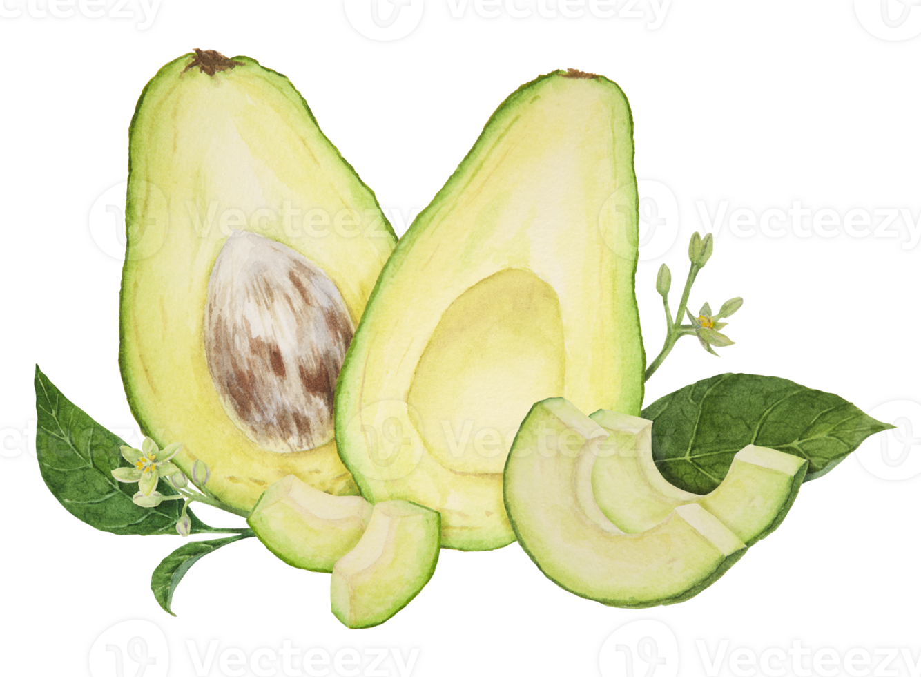 Avocado halves and pieces watercolor hand drawn realistic illustration. Green and fresh art of salad, sauce, guacamole, smoothie ingredient. For textile, menu, cards, paper, package design png