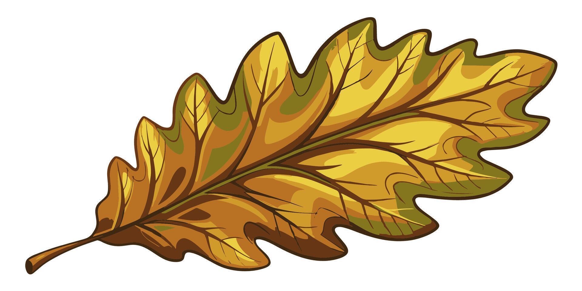 Oak leaf. Oak leaf on a white background. illustration vector