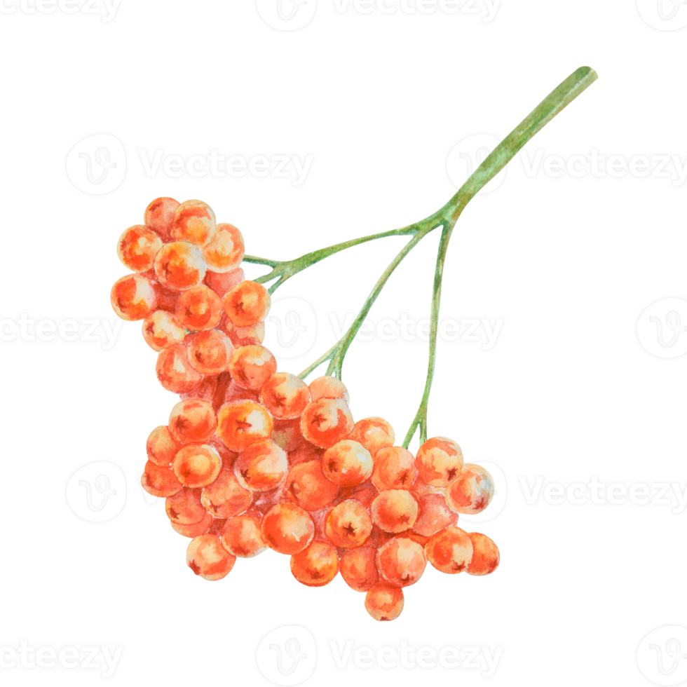 A bunch of rowan berries, rowanberry, sorb, wild ash, pit, rowan-tree. Watercolor handdrawn clipart of viburnum, guelder rose. Realistic floral design element for logo, print, tea and cosmetic packing png